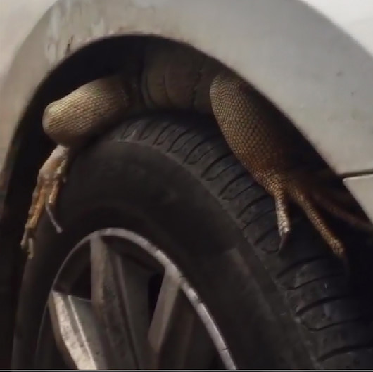 Antalyada ilginç görüntü: Park halindeki otomobilin tekerine giren iguana güçlükle çıkarıldı