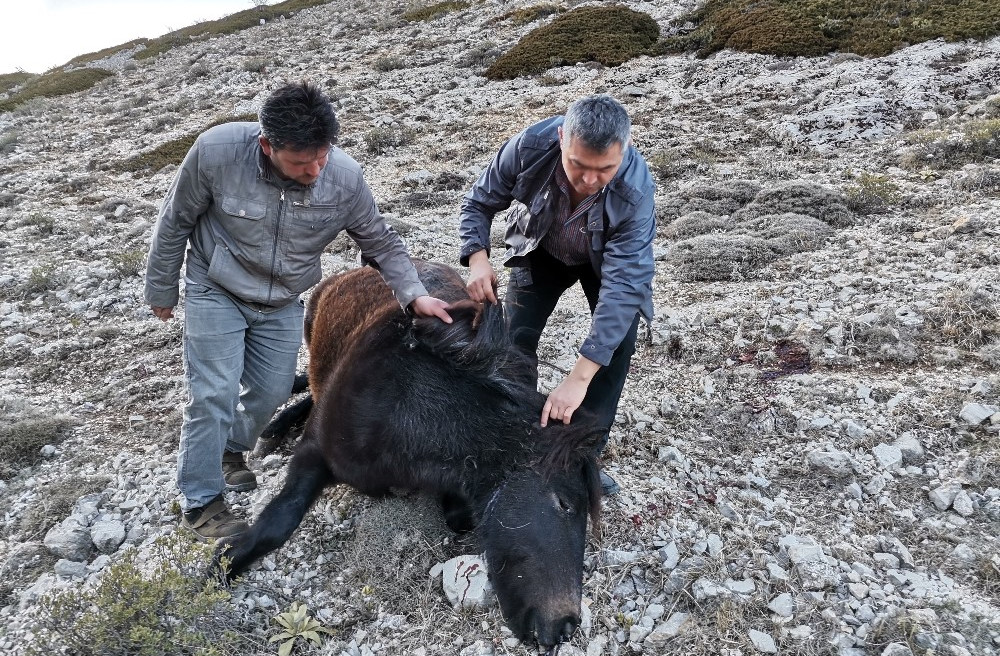 Akdağ mevkisinde iki yılkı atı silahla vurulmuş halde bulundu.