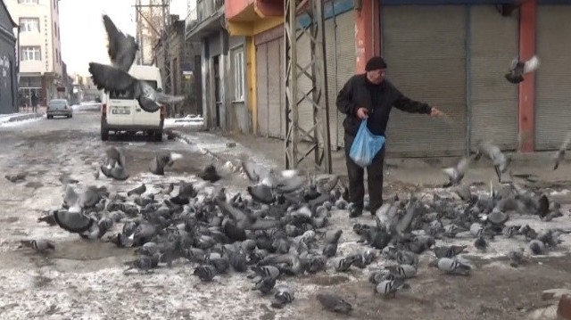 Hayvansever Atalay Çakaz, günde 2-3 kez güvercin besliyor.