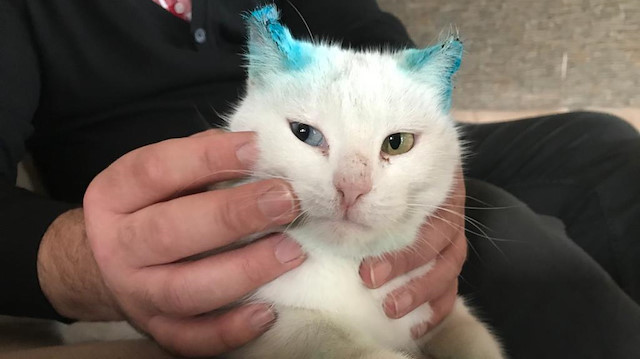 Kulakları kesilen kediye hayvanseverler sahip çıkarak tedavisini yaptırdı.