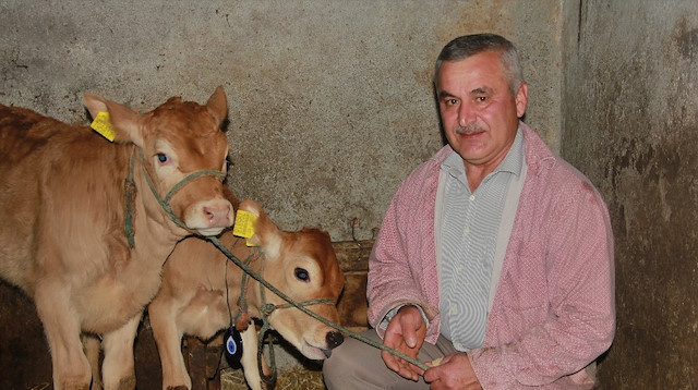 Sinop'ta hayvancılık yapan Birol Yılmaz'ın buzağıları.