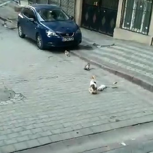 Sultangazide anne kedi ölen yavrusunun başından ayrılmadı