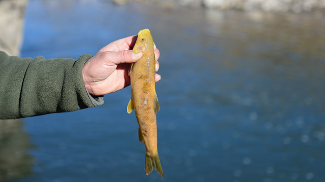 Tunceli'de elektrikle avcılık çok sayıda balığın ölmesine neden oldu.