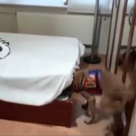 Uyuşturucunun yerini jandarma köpeği Atak gösterdi: İki kişi tutuklandı