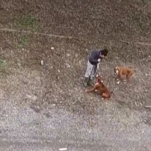 Gezdirmek için çıkardığı iki köpeğini sopayla döven kadın kamerada