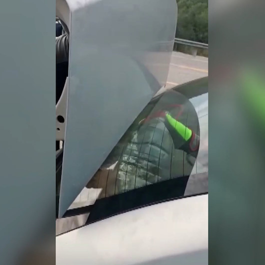 Bagaja konulan köpeğin başı hoparlör boşluğuna sıkıştı