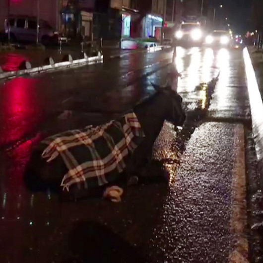 Arnavutköy’de minibüs ata çarptı