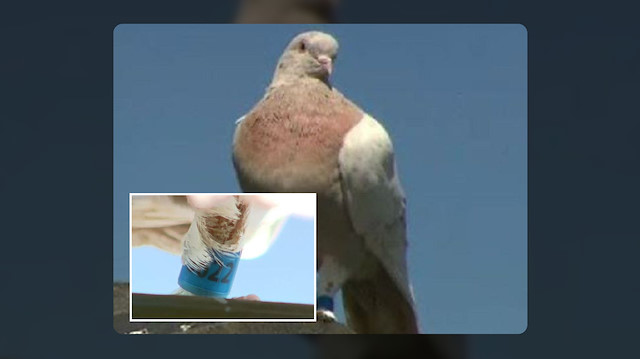 Avusturalya'ya 13 bin km yoldan gelen güvercin "virüs getirebilir" şüphesiyle telef edilecek.