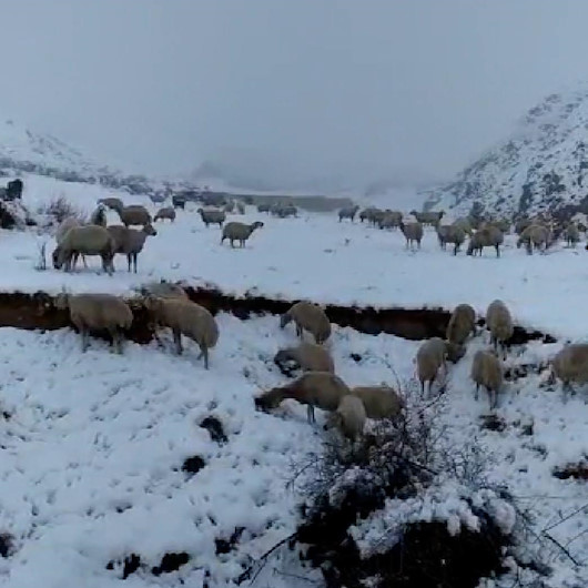 Çoban, karda mahsur kalan 600 koyunu 5 saatte köye ulaştırdı: Rabbim kimsenin emeğini zayi etmesin
