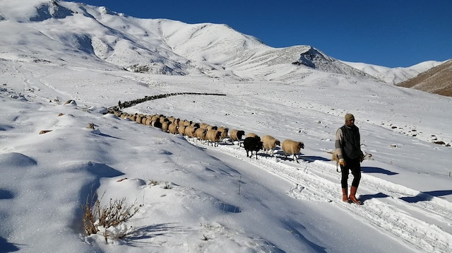 Nevzat Gültepe, koyunlarla kışı geçirmek için köye geri geldi.
