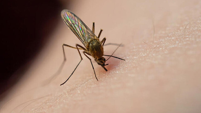 Japon araştırmacılar geliştirdi: Sivrisineğin koklama duyusuyla kanser dedektörü