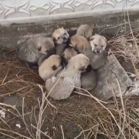 Afyonkarahisarda soğuktan donmak üzere olan dokuz yavru köpek kurtarıldı