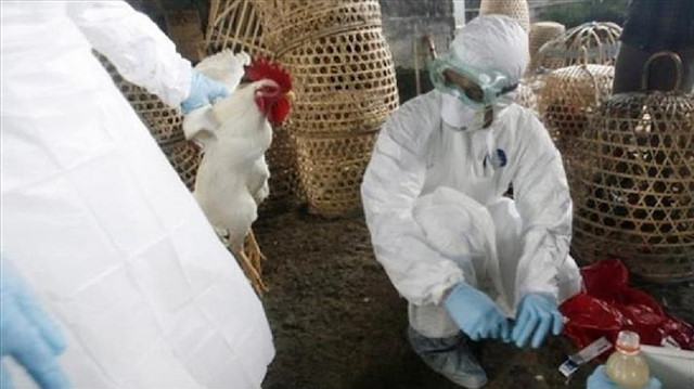إنفلونزا الطيور.. اليابان تعدم 5.8 ملايين دجاجة منذ نوفمبر