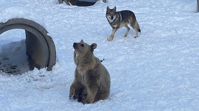Hayvanat bahçesinde birlikte yaşayan 2 yaşlarındaki Silva adlı bozayı ve Cengiz isimli kurt, karın tadını doyasıya çıkarttı. 