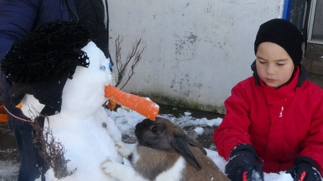 Kardan adamın havuçtan burnunu yiyen tavşan görenleri gülümsetti.
