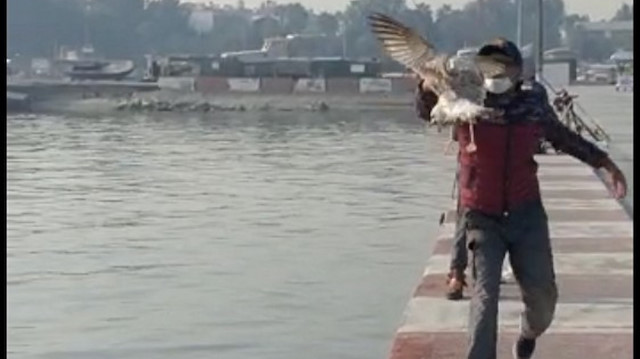 Oltasına balık yerine martı takıldı