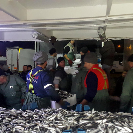 Burada hamsi avı serbest: Balıkçılar İğneadaya akın etti