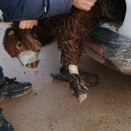 Akçakale Gümrük Kapısında otomobilin far bölümüne gizlenmiş 2 kuzu bulundu