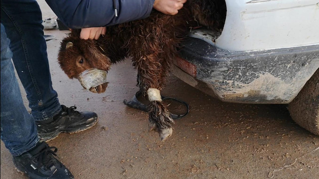 Akçakale Gümrük Kapısı'nda otomobilin far bölümüne gizlenmiş 2 kuzu bulundu