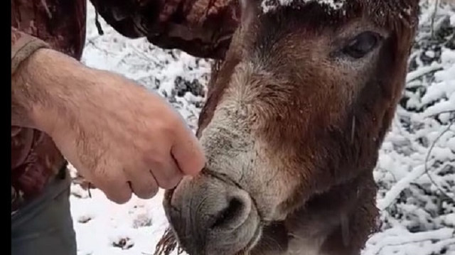 Samsun'da ağzı çelik tel ile bağlanıp ölüme terk edilen eşek kurtarıldı
