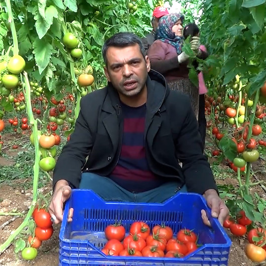 Tarla ile market arasındaki fiyat farkı çiftçiyi çileden çıkardı: Bu aradaki farkı kim yiyor