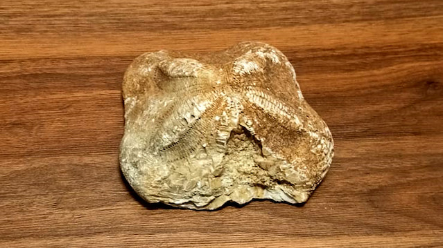 Security forces seize 2 million-year-old starfish fossil in NW Turkey