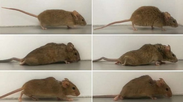 Almanya, felçli olan farelerin yeniden yürümesini sağlayan  bir çalışmaya imza attı.