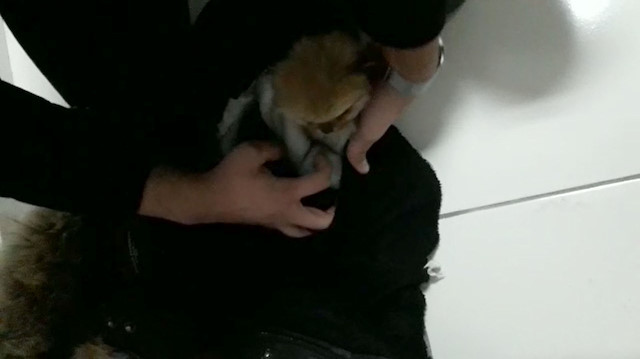 Hayvan kaçakçılarından pes dedirten yöntem: 7 yavru köpeği bayıltılarak montun astarına gizledi