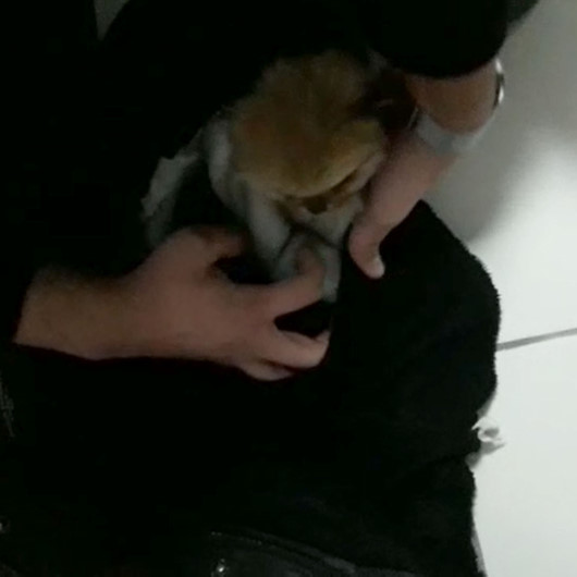 Hayvan kaçakçılarından pes dedirten yöntem: 7 yavru köpeği bayıltılarak montun astarına gizledi
