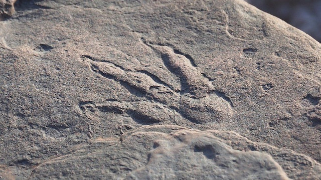 İncelenen ayak izinin 75 cm uzunluğunda bir dinozora ait olduğunu açıkladı.