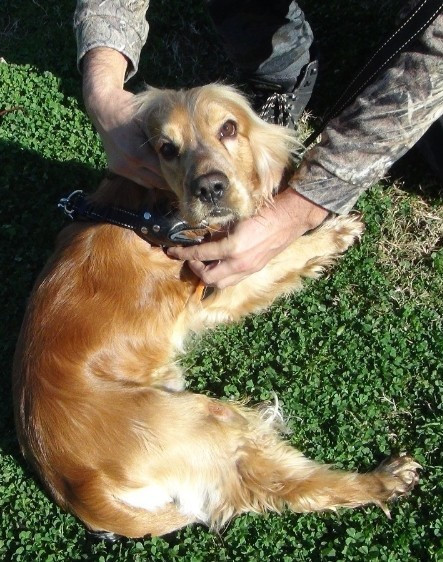 antalya da pitbull dehseti dislerinin