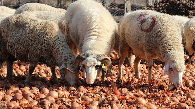 Kuru soğan bugünlerde düşen tüketimi dolayısıyla depolarda çürümeye yüz tuttu, koyunlara yem oldu.