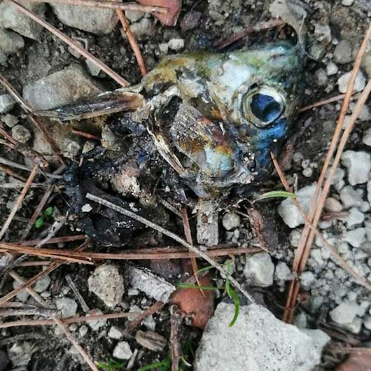 Sakaryada üzücü olay: Zehirli balık kafalarından yiyen sekiz çoban köpeği zehirlenerek öldü