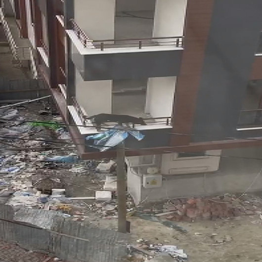 Elektrik direğinin üzerine çıkan yaramaz köpek metrelerce yükseklikten aşağı atladı