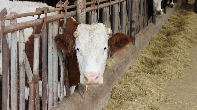 Bir inek bir kilo sütü üretebilmek için kalbinden 400 kilo kan pompalıyor. 