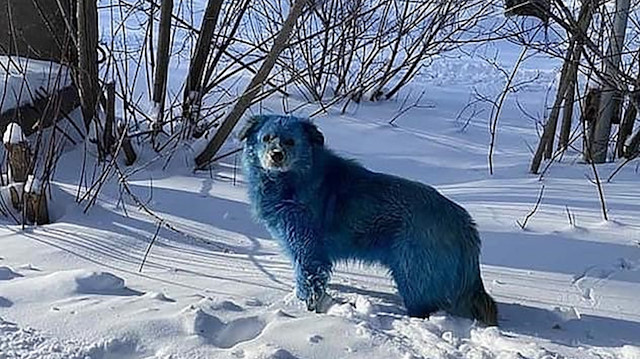 Mavi renkli köpekleri gören vatandaşlar şaşkına döndü.