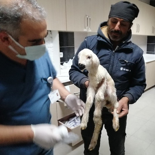 Aksarayda hastane acil servisinde kuzu seferberliği
