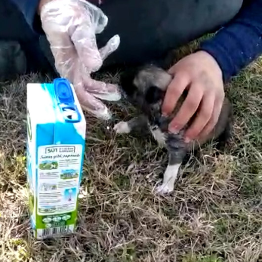 Eldiveni biberon yaptı açlıktan ölmek üzere olan yavru köpeği kurtardı
