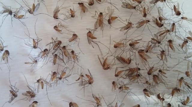 Advertencia de mosquitos de un experto: transmiten virus de persona a persona