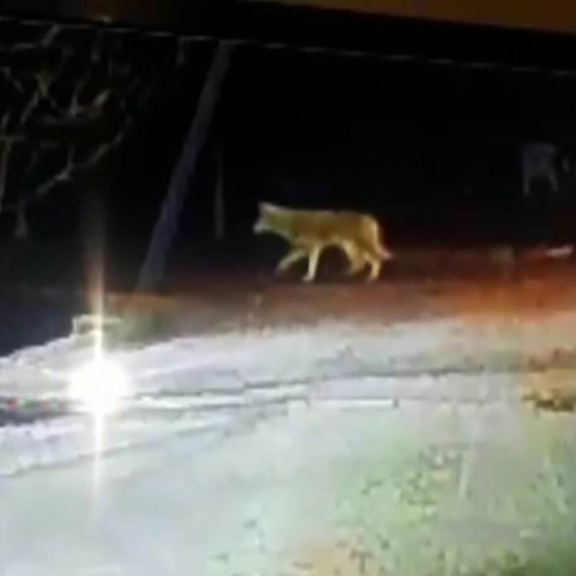 Konya’da aç kalan kurtlar şehre indi