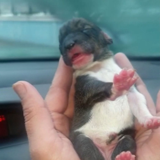Donmak üzere olan yavru köpeği araç klimasında ısıtarak hayata döndürdüler
