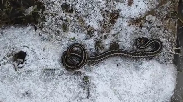 ​Hakkari’nin Yüksekova ilçesinin Bataklı köyünde kış mevsiminde görülen yılan şaşırttı.