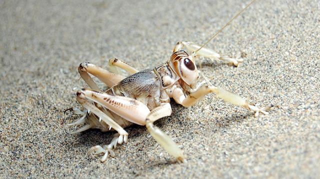 Turkish scientist aims to reintroduce dune crickets to world