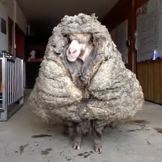 Avustralyada 5 yıl boyunca ormanda yaşayan koyundan 35 kilo yün kırkıldı
