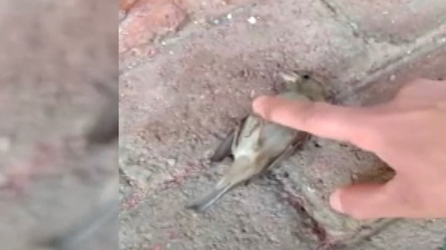 Serçeye parmağıyla kalp masajı yaparak hayata döndürdü