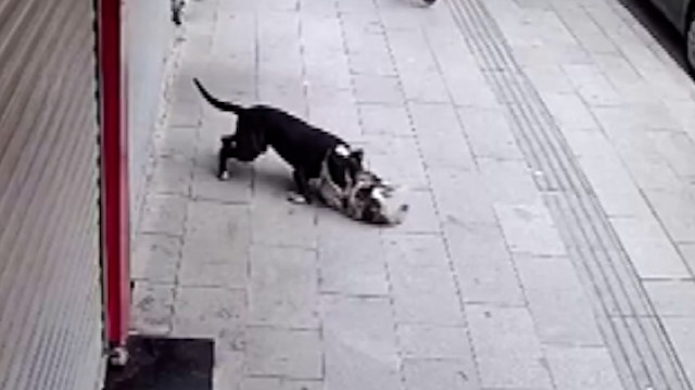 hatay da pitbull dehseti kamerada