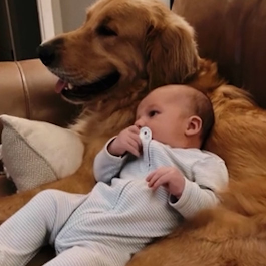 Sadece köpeğinin karnına yattığında sakinleşen bebeğin içinizi ısıtacak görüntüleri