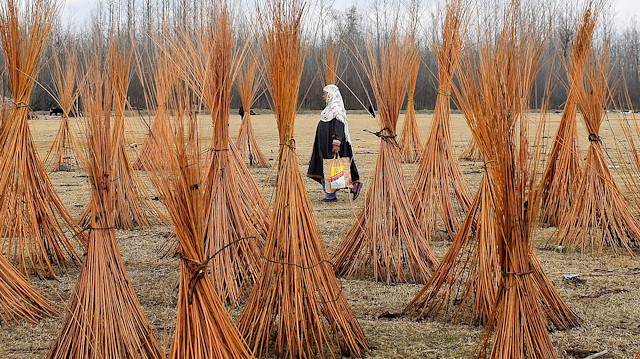 A Kashmiri woman walks past bundles of twigs that are used to make "Kangris"