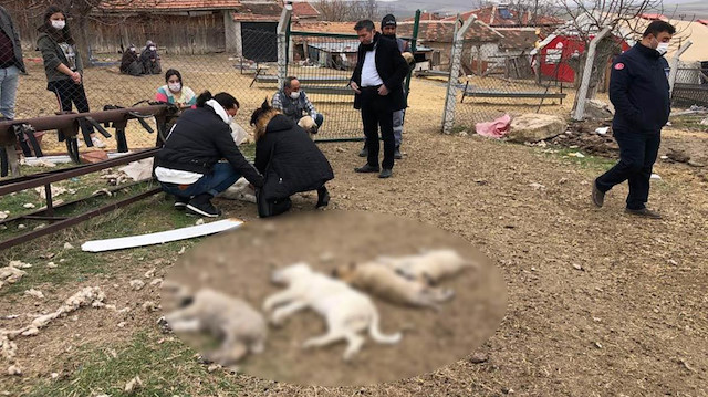 Ankara'da zehirlenen köpekler vatandaşlar tarafından bulunmuştu.