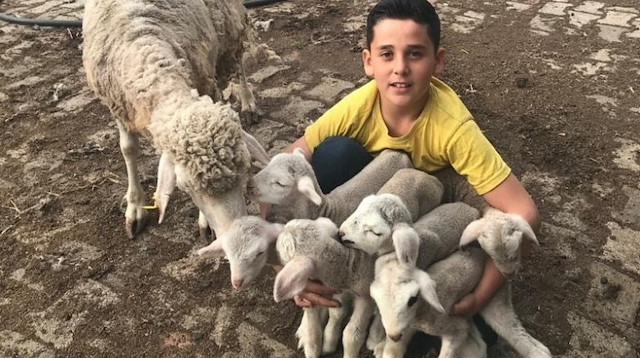Koyunun 6 kuzu doğurması en çok çocukları sevindirdi.